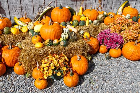 harvest fall pictures